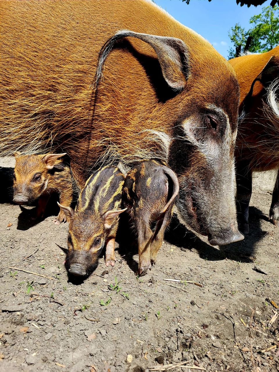 W Śląskim Ogrodzie Zoologicznym na świat przyszły trzy małe świnki rzeczne