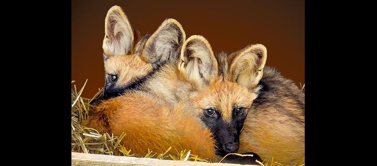 Wybierz imię dla pampasowca z chorzowskiego zoo! Głosowanie trwa tylko do soboty rano