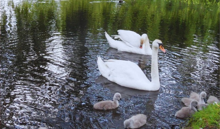 Wyjaśniono przyczynę śmierci łabędzia z Amelungu. Co wykazała sekcja?