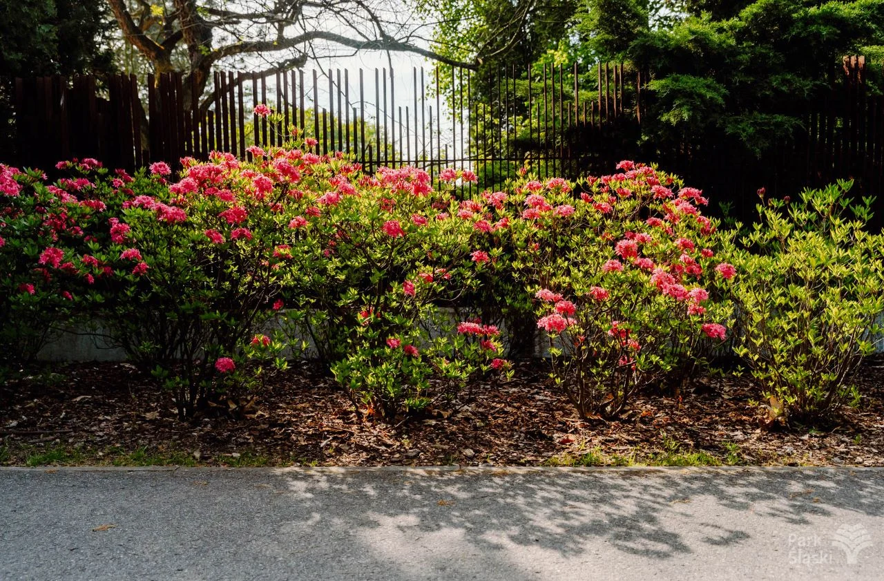 Ogród Japoński w Parku Śląskim w rozkwicie – rododendrony i azalie zachwycają kolorami