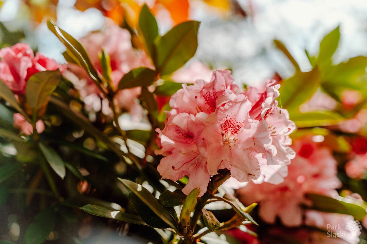 Ogród Japoński w Parku Śląskim w rozkwicie – rododendrony i azalie zachwycają kolorami