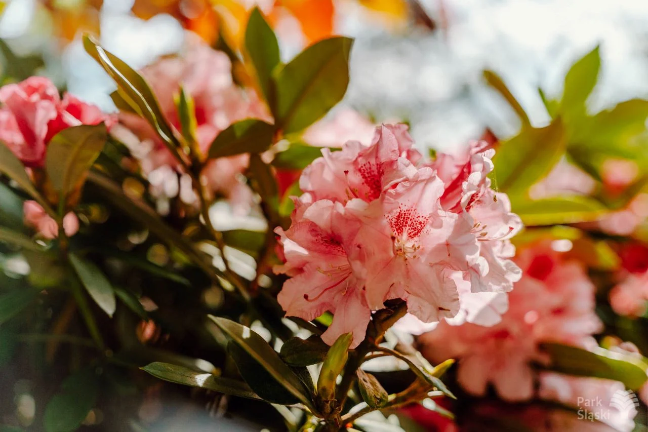 Ogród Japoński w Parku Śląskim w rozkwicie – rododendrony i azalie zachwycają kolorami