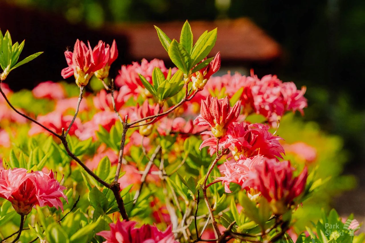Ogród Japoński w Parku Śląskim w rozkwicie – rododendrony i azalie zachwycają kolorami