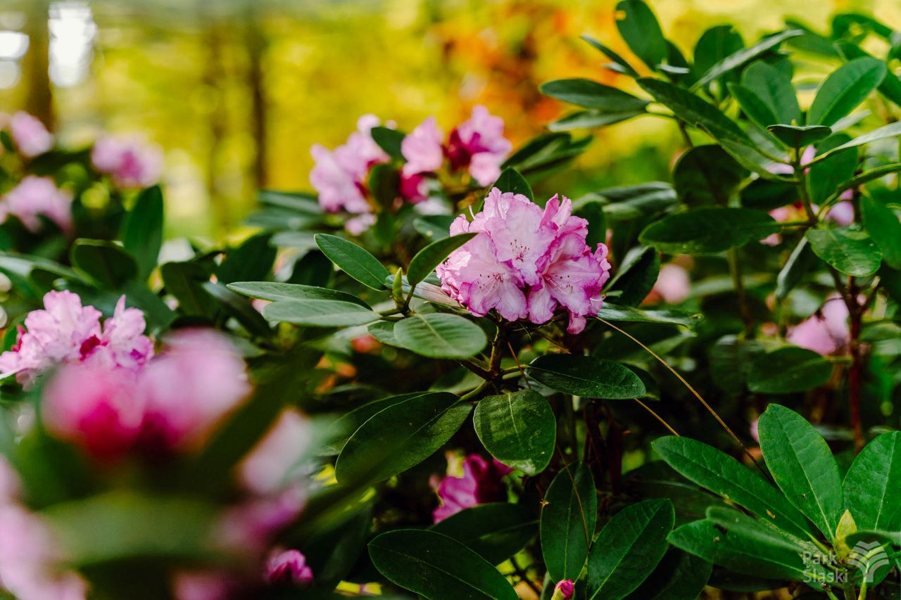 Ogród Japoński w Parku Śląskim w rozkwicie – rododendrony i azalie zachwycają kolorami