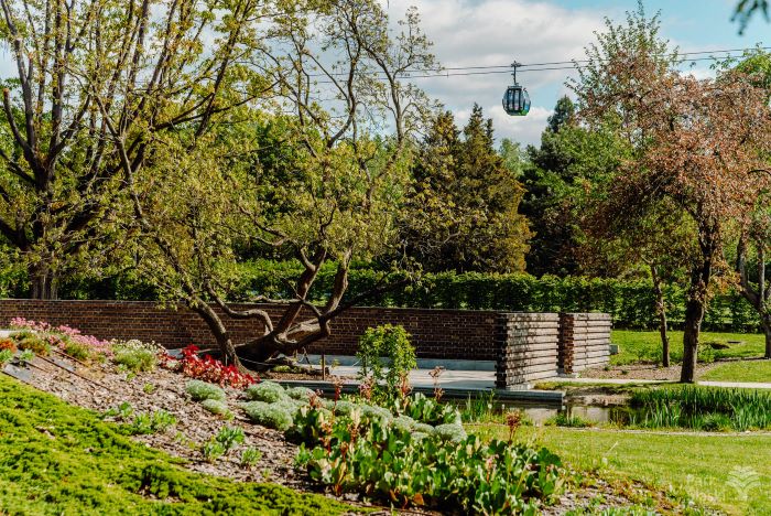 Ogród Japoński w Parku Śląskim w rozkwicie – rododendrony i azalie zachwycają kolorami