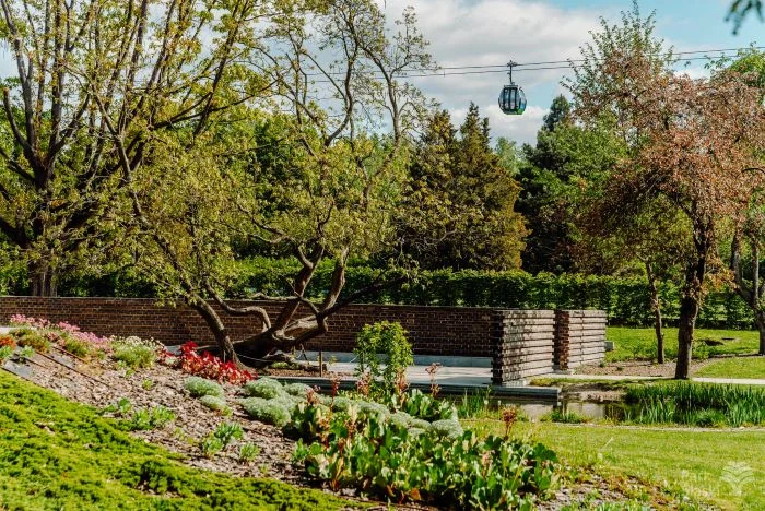 Ogród Japoński w Parku Śląskim w rozkwicie – rododendrony i azalie zachwycają kolorami