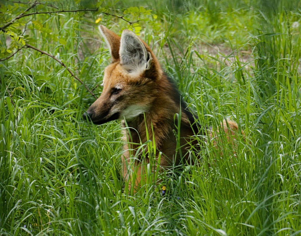Chorzów wybrał imię dla pampasowca! Śląski Ogród Zoologiczny ogłosił wyniki