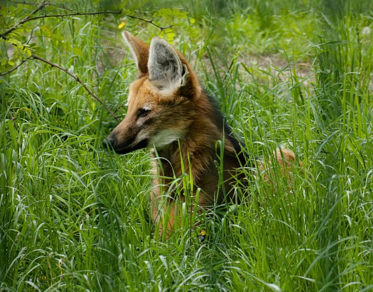 Chorzów wybrał imię dla pampasowca! Śląski Ogród Zoologiczny ogłosił wyniki