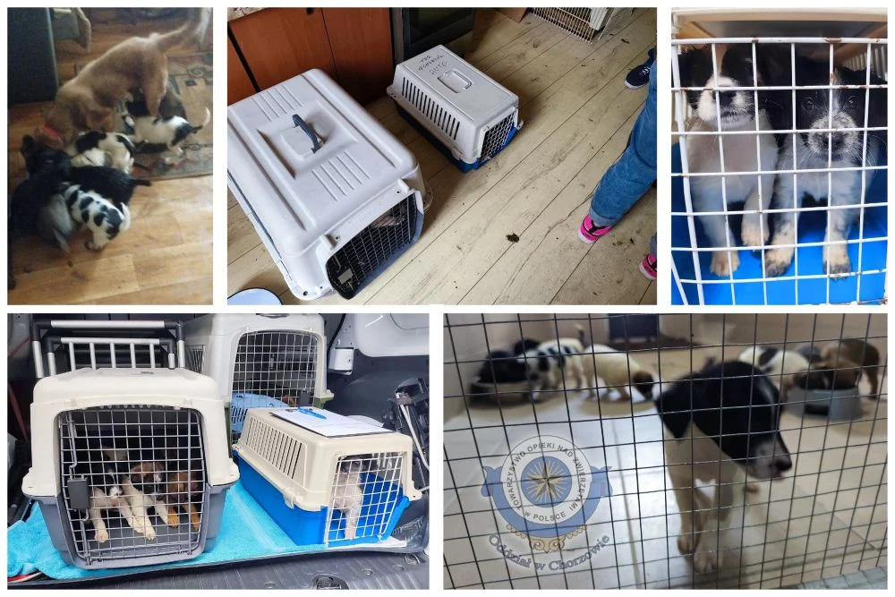 Schronisko odebrało właścicielom 9 szczeniąt!