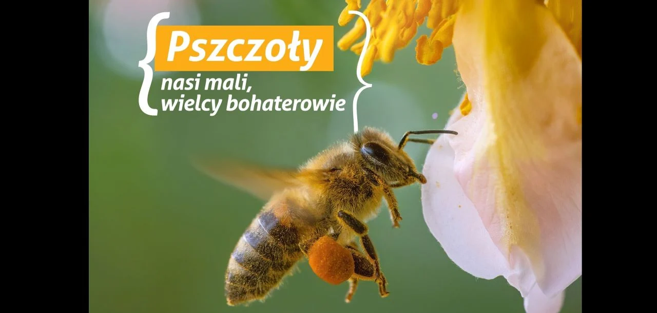 Dzień Pszczoły w chorzowskim zoo – atrakcje, warsztaty i ciekawostki już 24 maja!