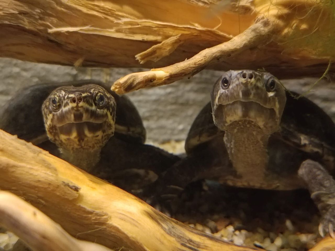 Nowi mieszkańcy w zoo w Chorzowie! Poznaj żółwia wonnego i scynki ogniste