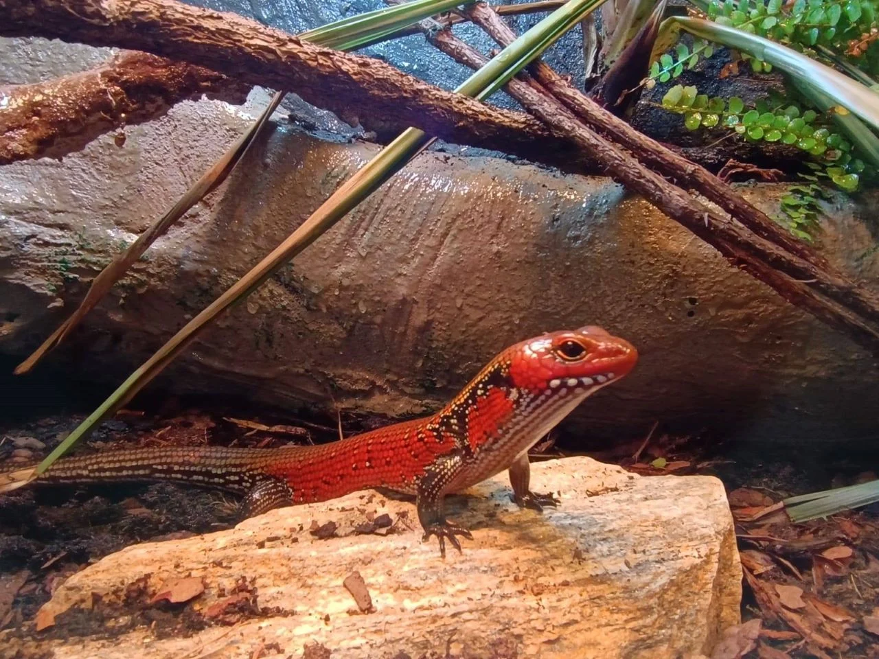 Nowi mieszkańcy w zoo w Chorzowie! Poznaj żółwia wonnego i scynki ogniste