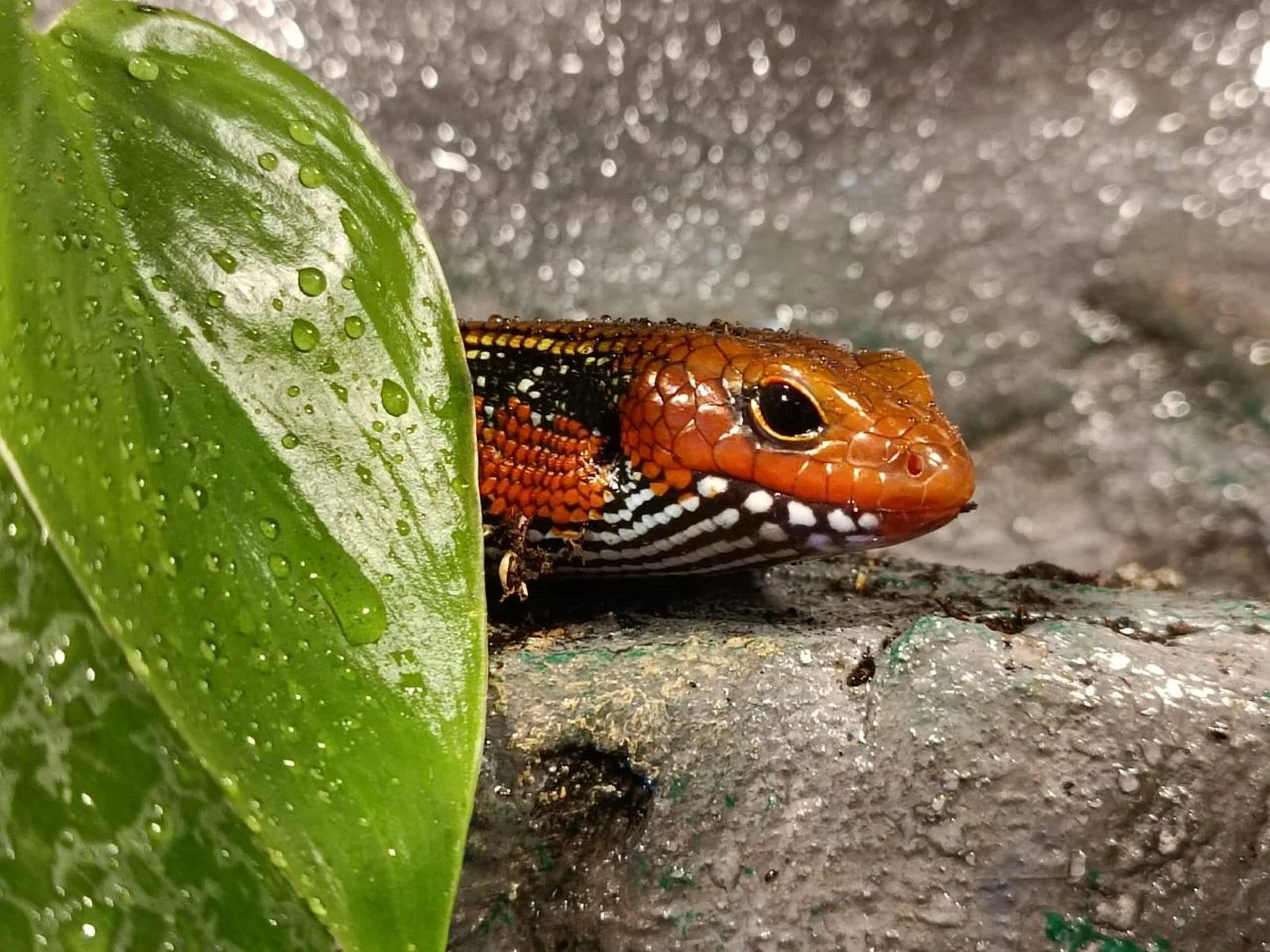 Nowi mieszkańcy w zoo w Chorzowie! Poznaj żółwia wonnego i scynki ogniste