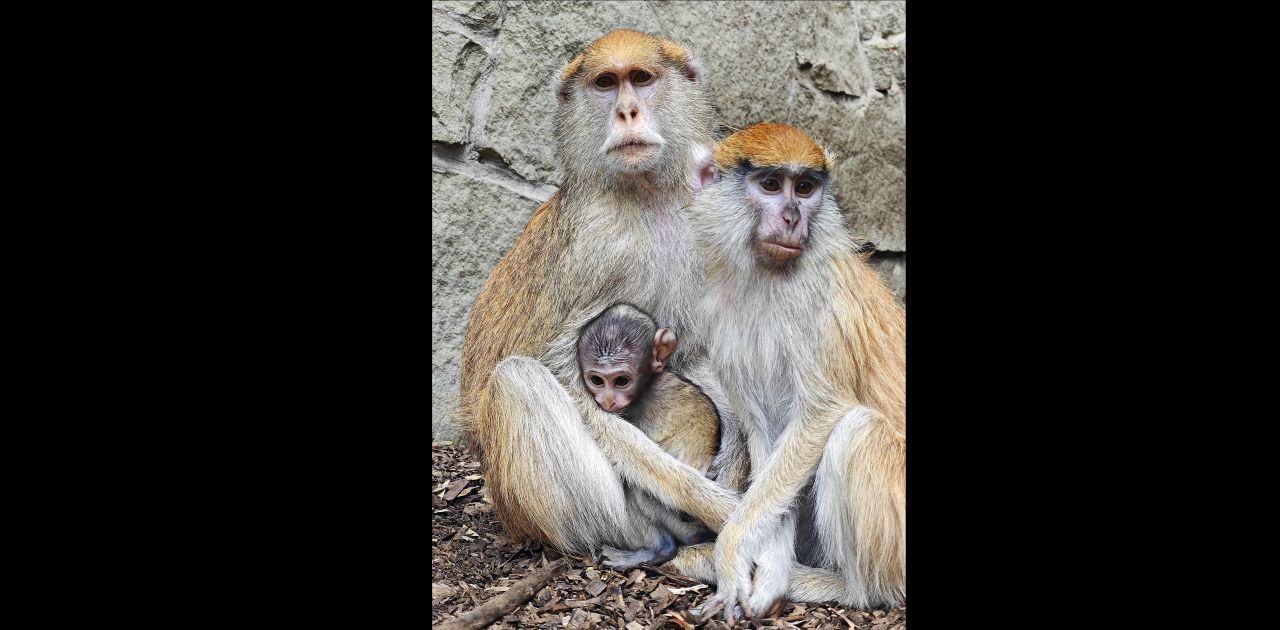 W Śląskim Ogrodzie Zoologicznym urodziły się dwa patasy