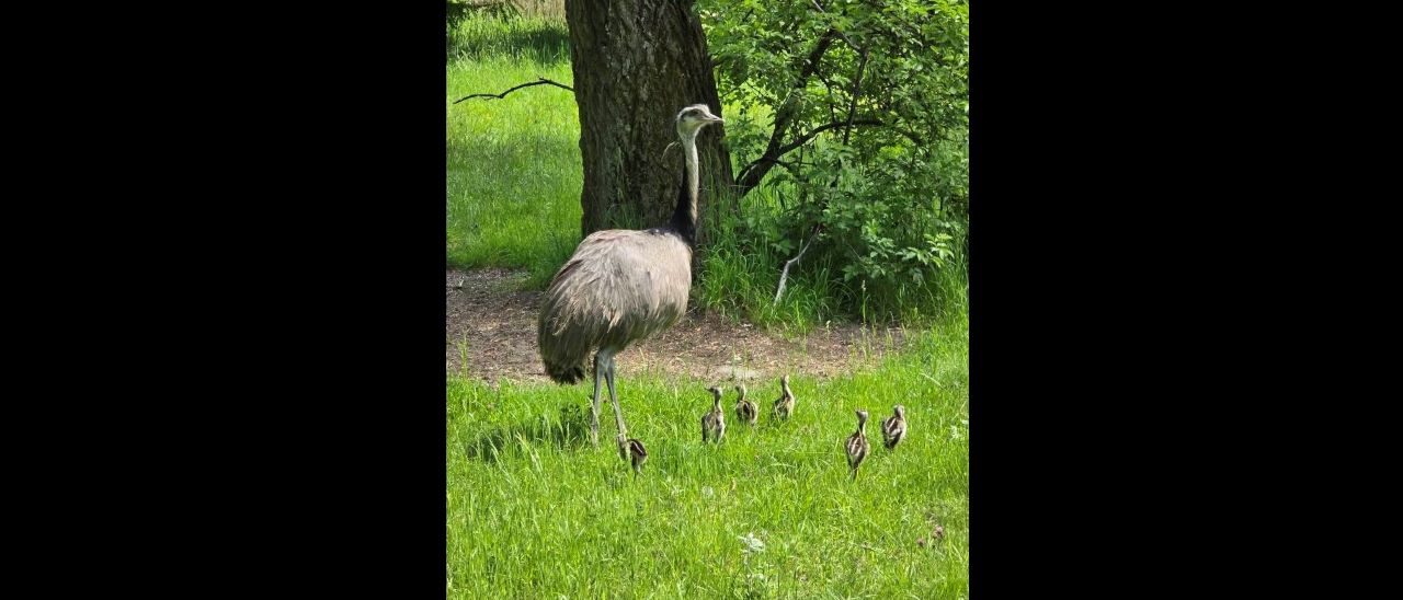 W Śląskim Ogrodzie Zoologicznym urodziły się malutkie nandu – zobacz je na własne oczy!