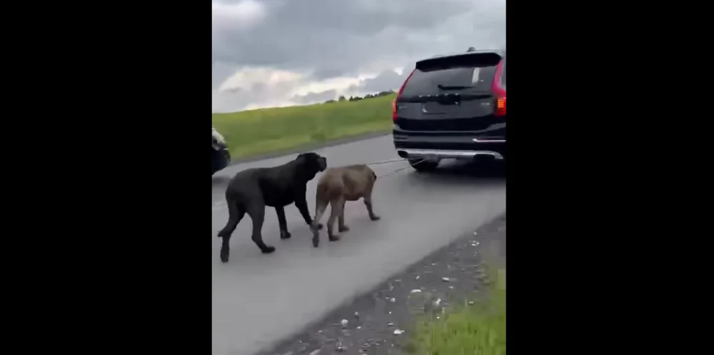 Ciągnął psy przywiązane do haka samochodowego. Nagranie błyskawicznie obiegło sieć