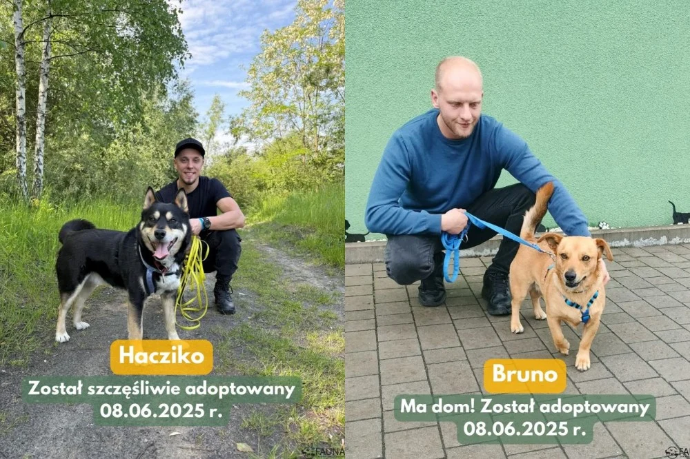 7 zwierzaków opuściło schronisko – cotygodniowy raport adopcyjny