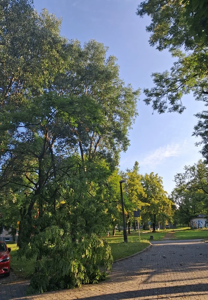 Skutki burzy w Rudzie Śląskiej 10