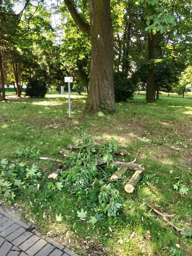 Skutki burzy w Rudzie Śląskiej 25