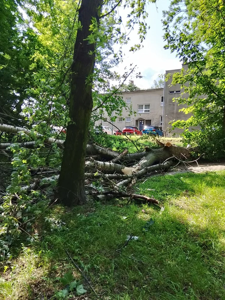 Skutki burzy w Rudzie Śląskiej 31