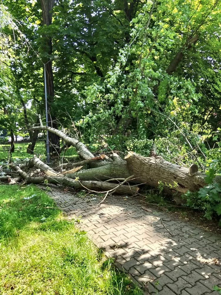 Skutki burzy w Rudzie Śląskiej 32