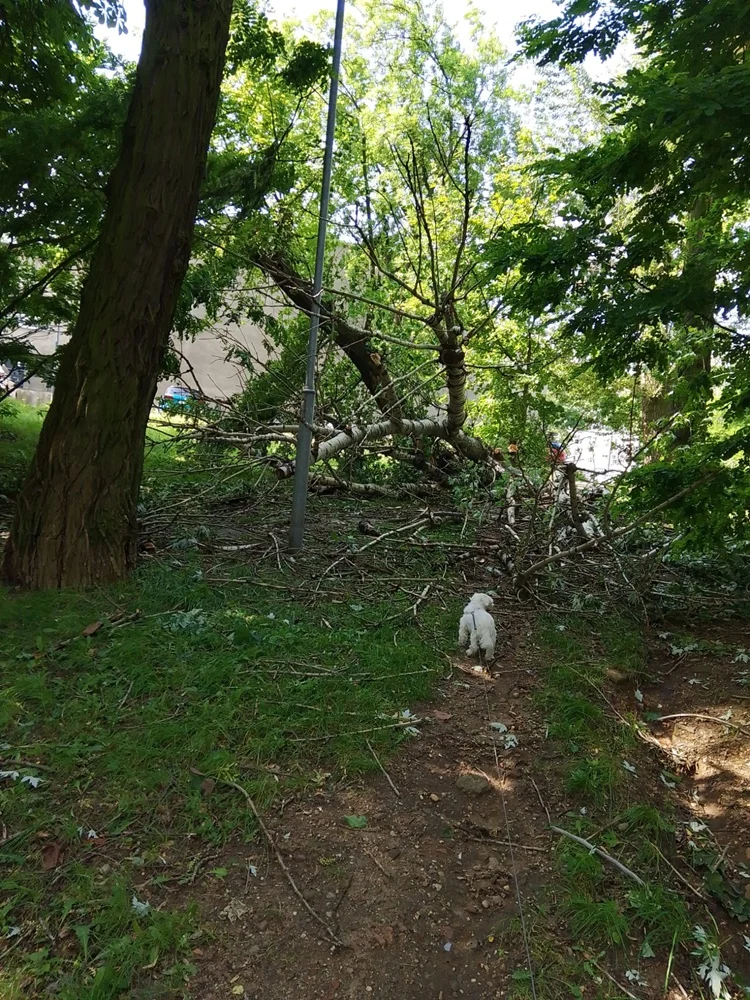 Skutki burzy w Rudzie Śląskiej 33