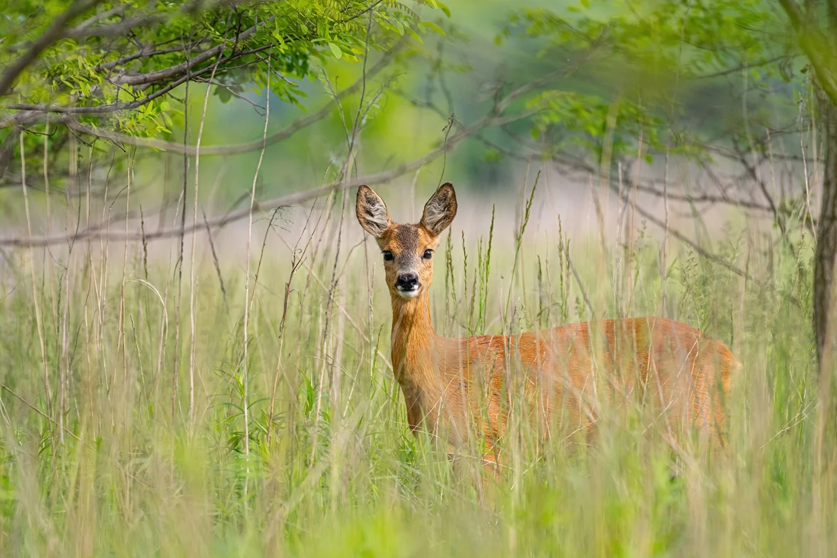 Leśni sąsiedzi: sarny w sercu Rudy Śląskiej