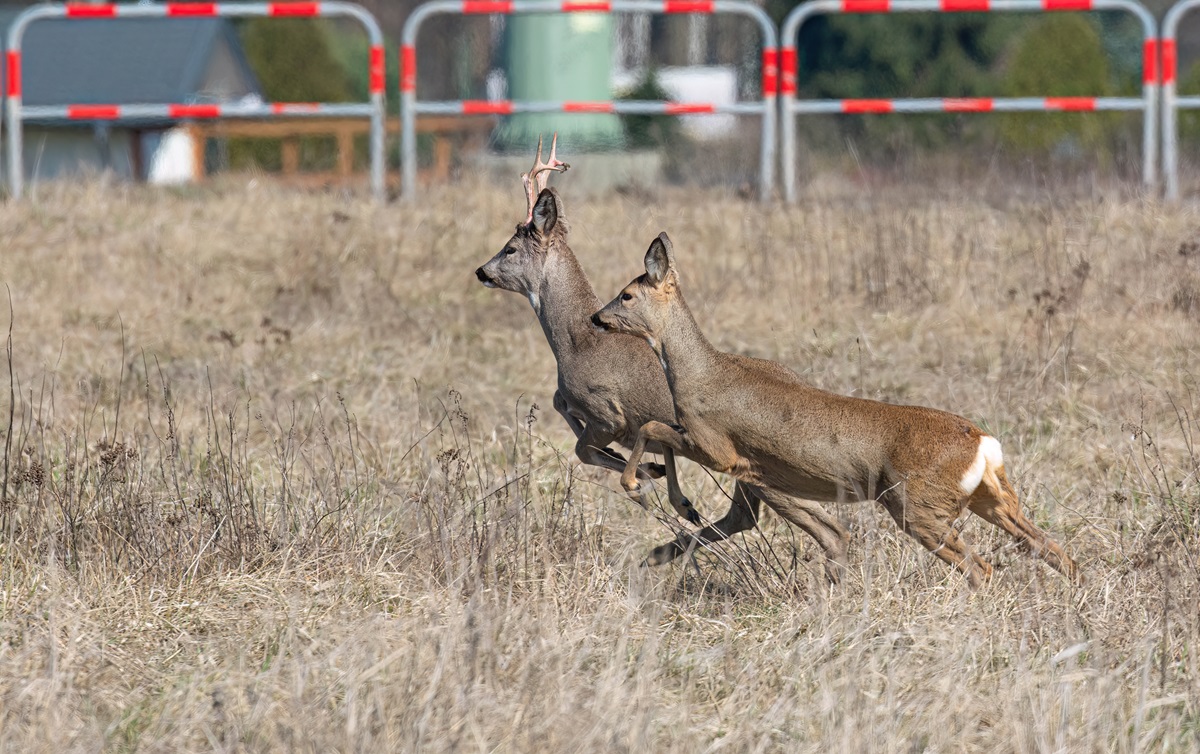 Leśni sąsiedzi: sarny w sercu Rudy Śląskiej