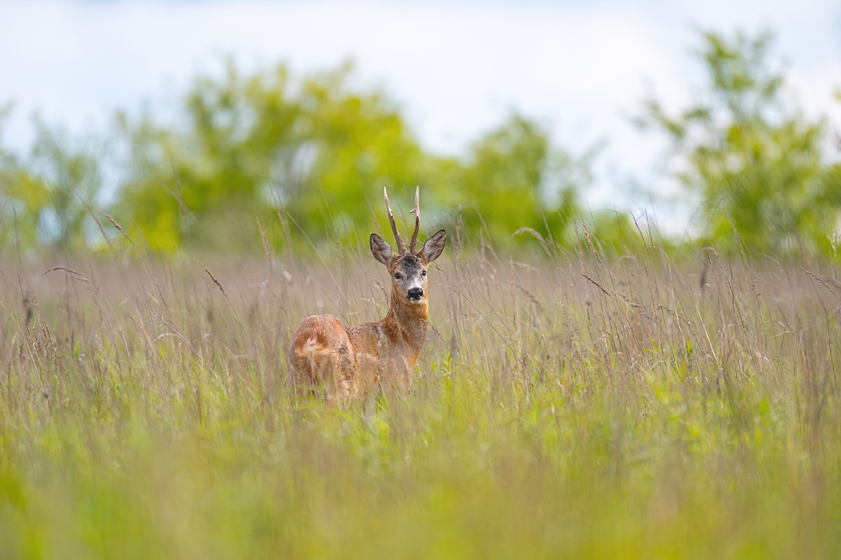 Leśni sąsiedzi: sarny w sercu Rudy Śląskiej