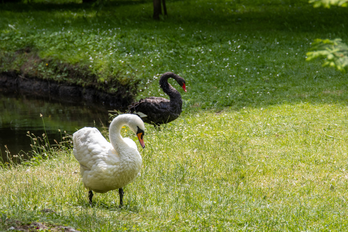 Wodzisławskie łabędzie wróciły do Parku Zamkowego – zobacz, jak je dokarmiać!
