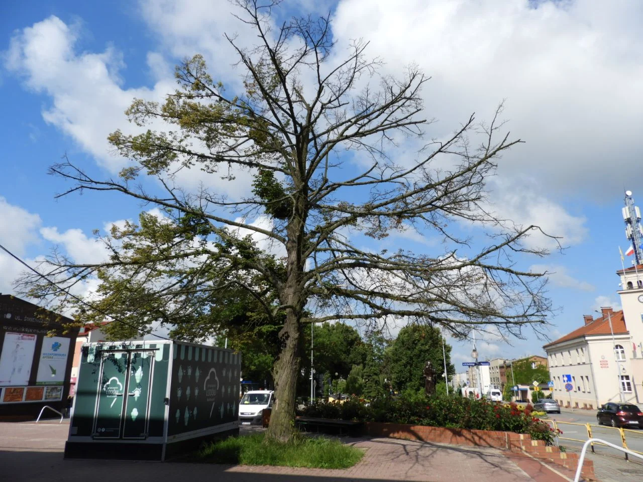 Lipa holenderska przed MDK w Łaziskach Górnych zostanie usunięta z powodu choroby