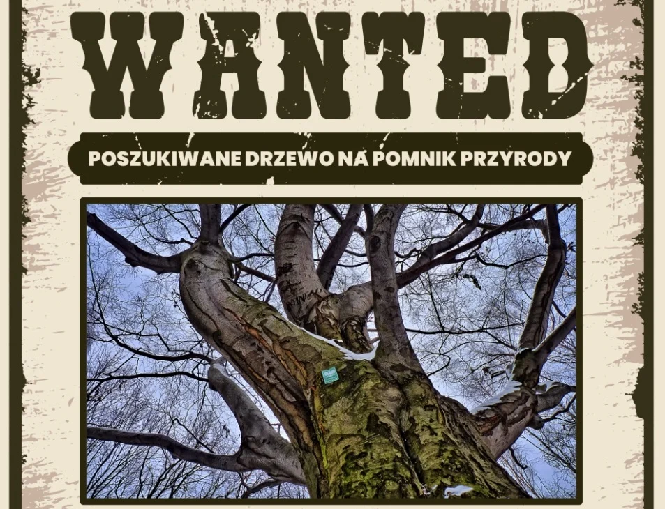 Zostań odkrywcą miejskiej legendy – zgłoś wyjątkowe drzewo w Mysłowicach!