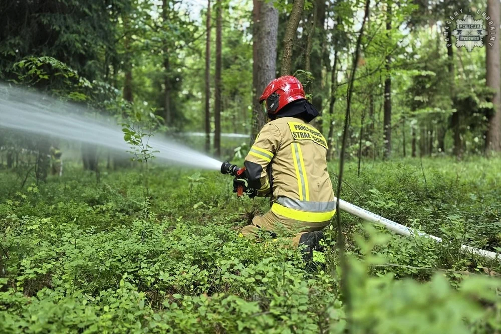 Pożar, niewybuch i współpraca służb. Ćwiczenia w lesie na granicy Krasów i Ławek