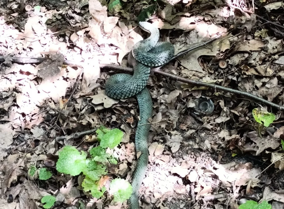 Wąż na posesji w Mysłowicach – interweniowali strażacy