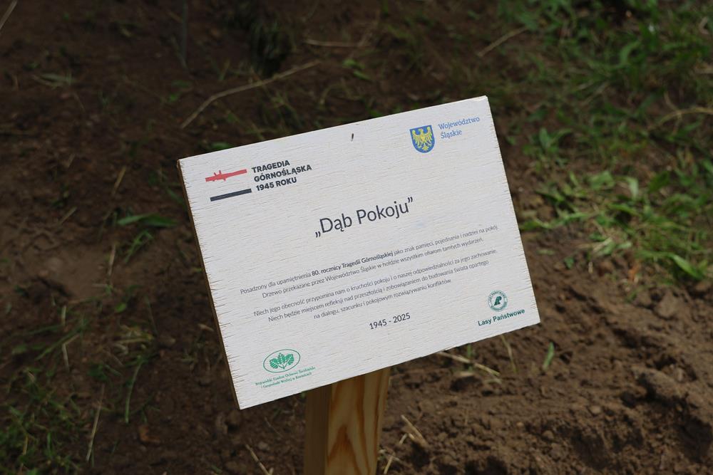 Symboliczne posadzenie Dębu Pokoju w Parku Wolności – hołd ofiarom Tragedii Górnośląskiej