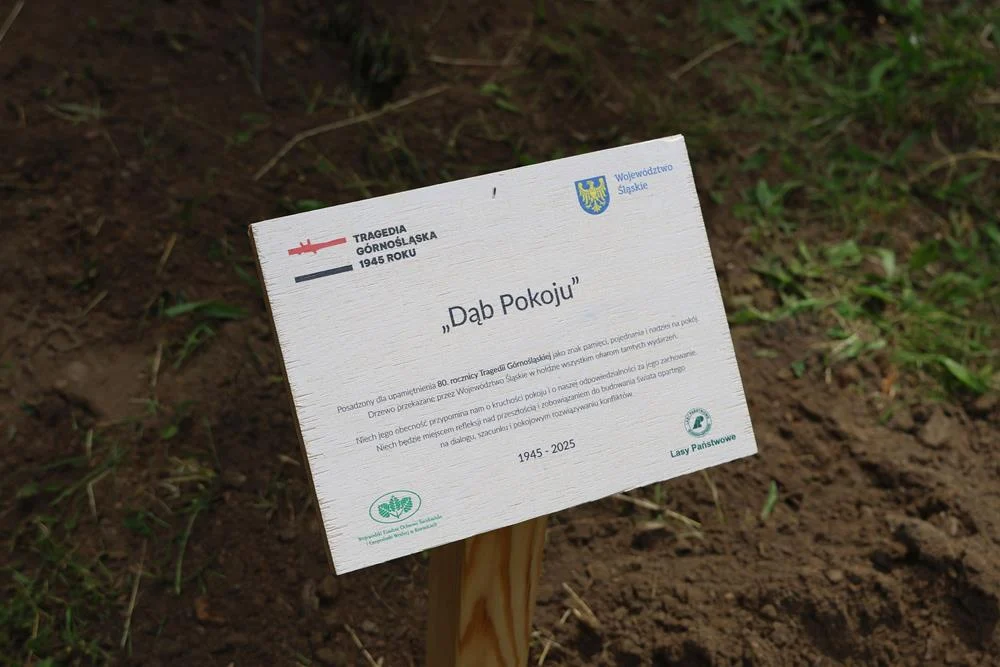 Symboliczne posadzenie Dębu Pokoju w Parku Wolności – hołd ofiarom Tragedii Górnośląskiej