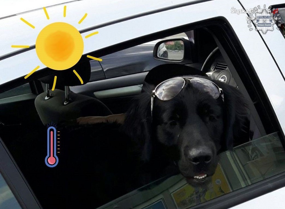 Policja apeluje o rozsądek – nie zostawiaj dzieci i zwierząt w aucie