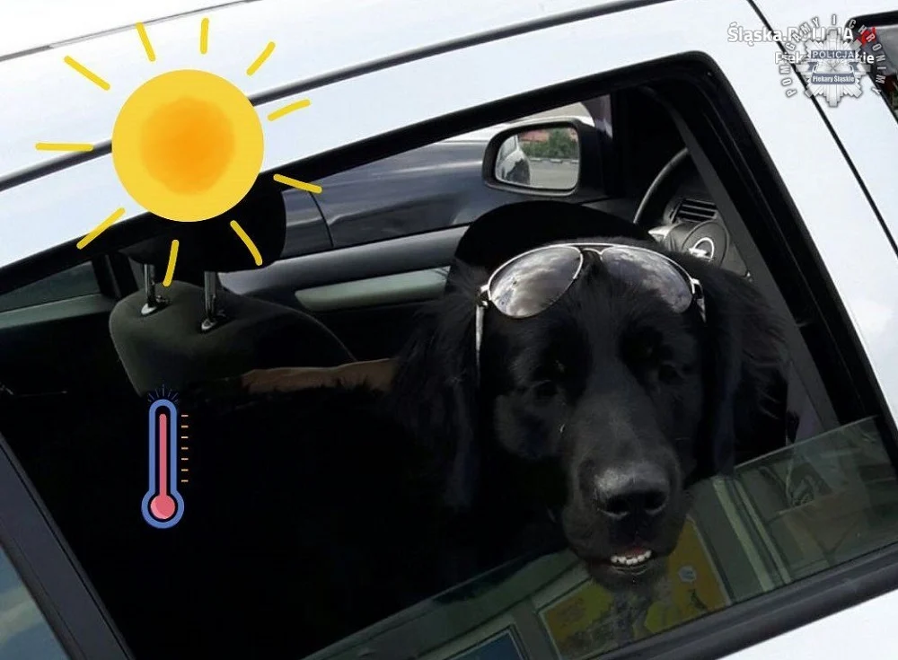 Policja apeluje o rozsądek – nie zostawiaj dzieci i zwierząt w aucie