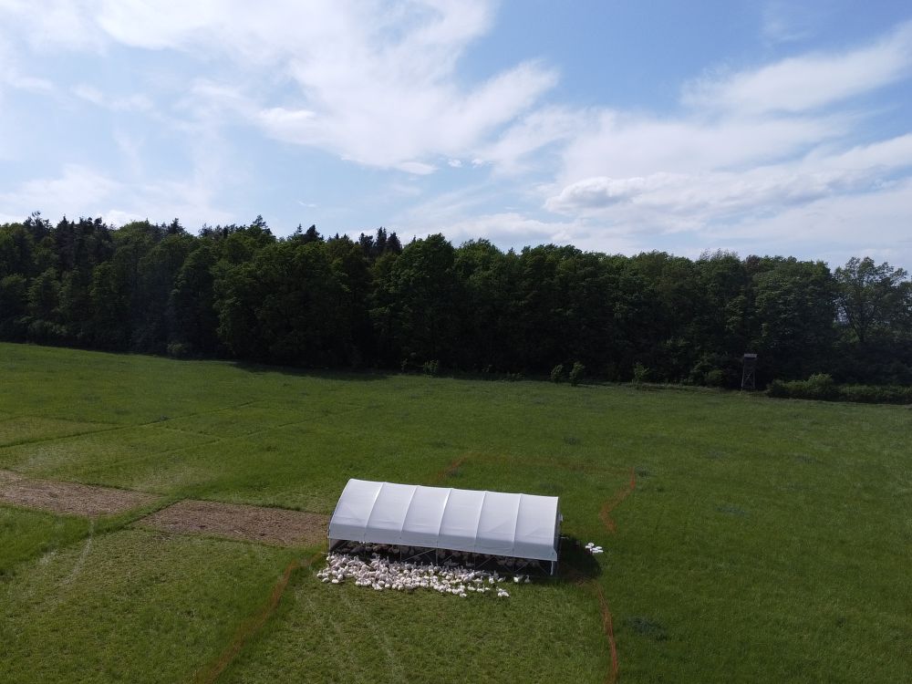 Smak, który zaczyna się na pastwisku – ekologiczny drób z Mikoszowa