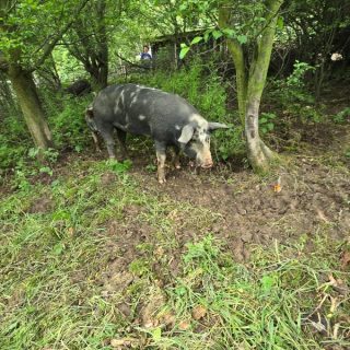 Smak, który zaczyna się na pastwisku – ekologiczny drób z Mikoszowa