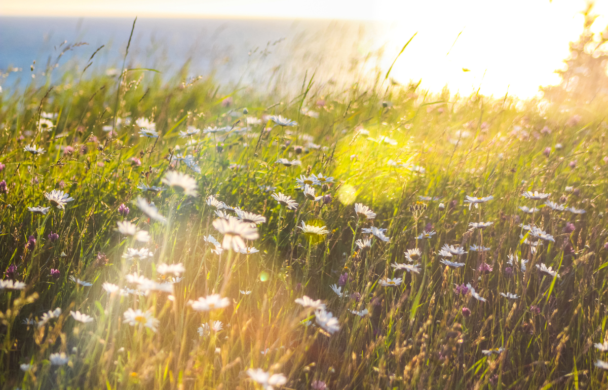 Co jest naprawdę niezbędne wiosną i latem? Zdrowie i pielęgnacja w cieplejszych miesiącach
