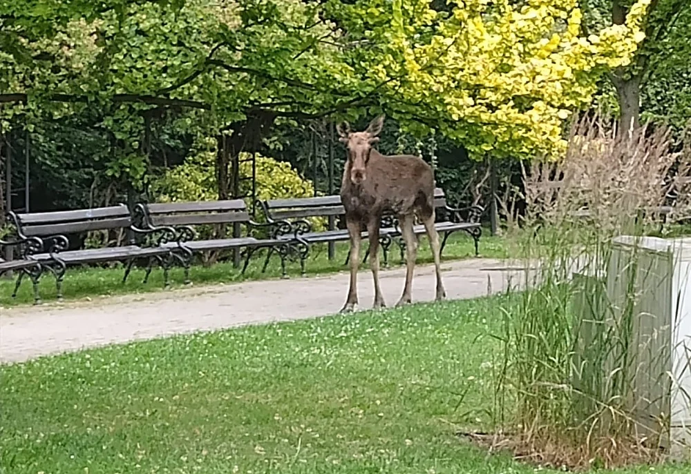 Mikołoś zaskoczył mieszkańców – łoś znów pojawił się w Mikołowie