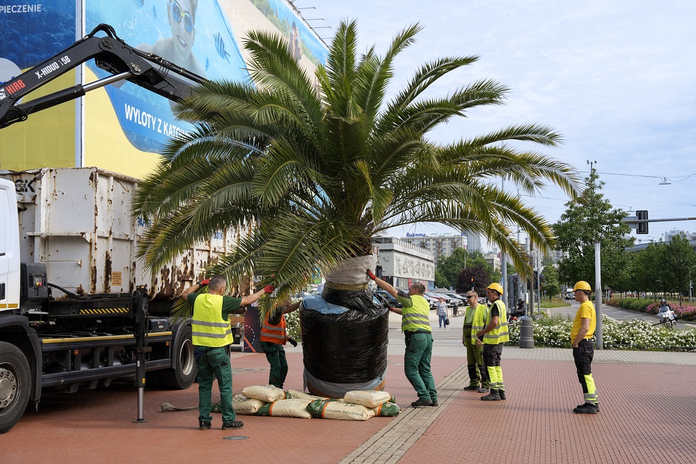 Czwarta palma nad sztuczną Rawą w Katowicach już na miejscu!