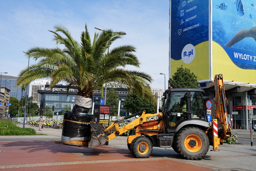 Czwarta palma nad sztuczną Rawą w Katowicach już na miejscu!