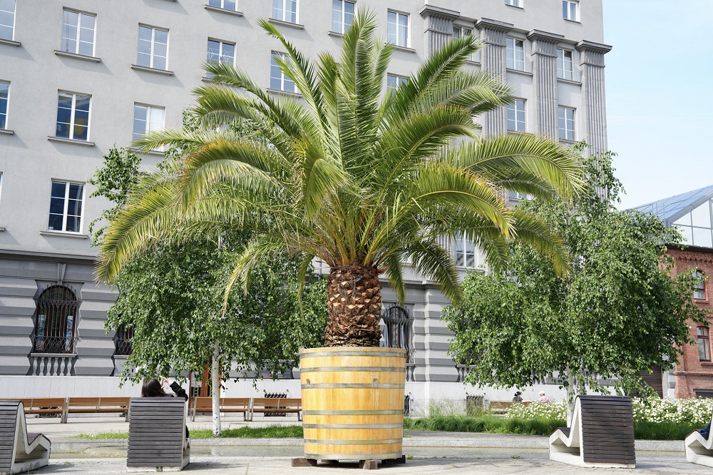 Czwarta palma nad sztuczną Rawą w Katowicach już na miejscu!