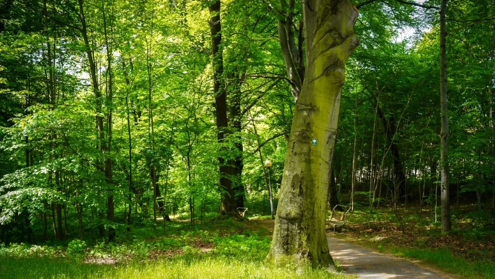Park Murckowski zyska nowe życie – ruszają konsultacje z mieszkańcami