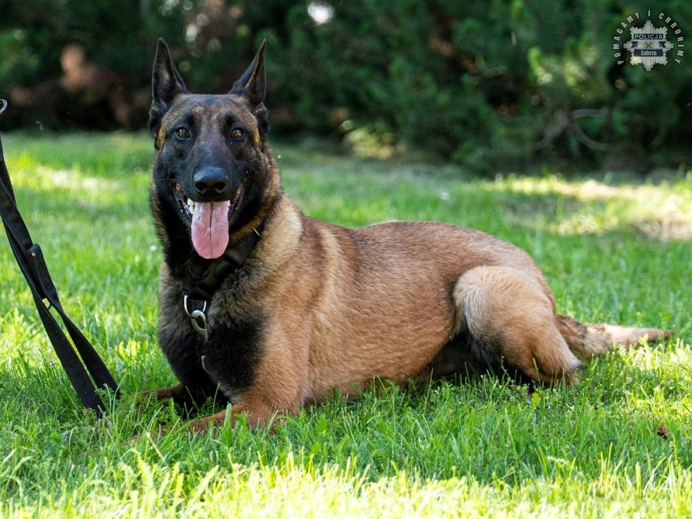 Riko, znany jako Wariat, nowym psim tropicielem w Zabrzu [FOTO]