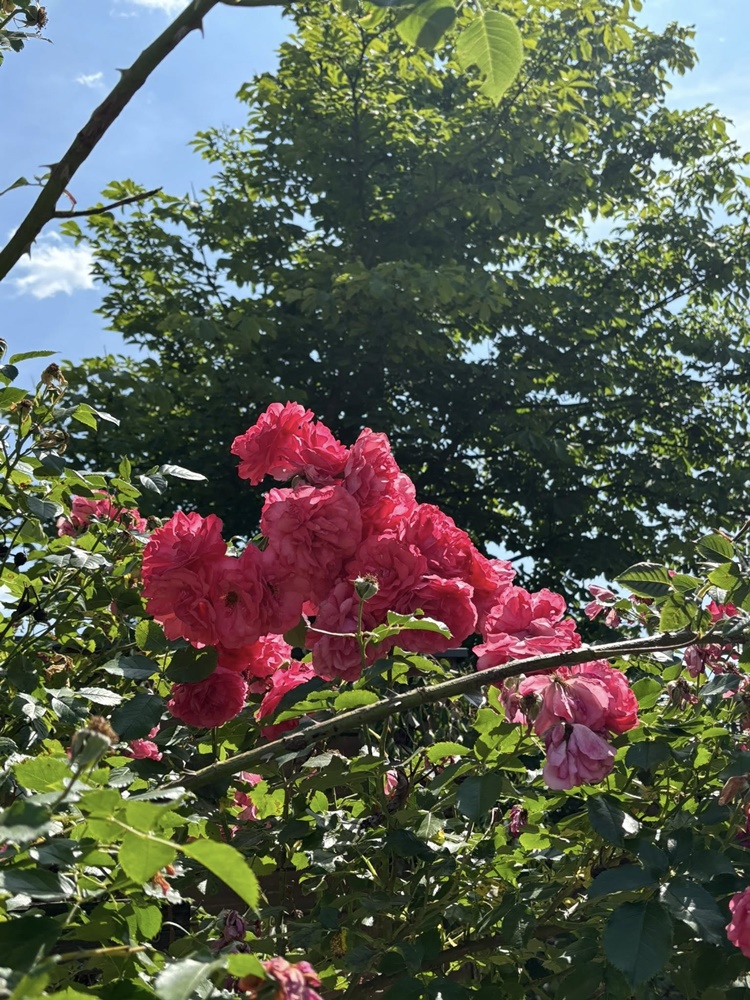 Otwarcie kąpieliska na Skałce 12