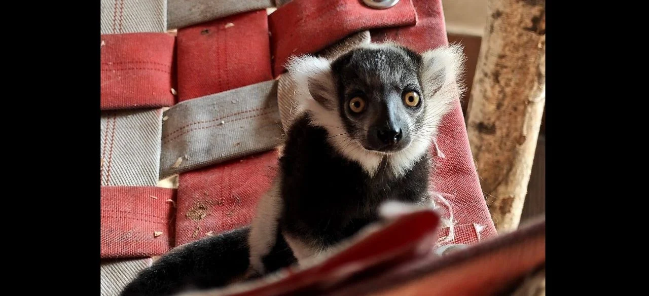 Nowy mieszkaniec chorzowskiego zoo! Lemur Rapid już na wybiegu