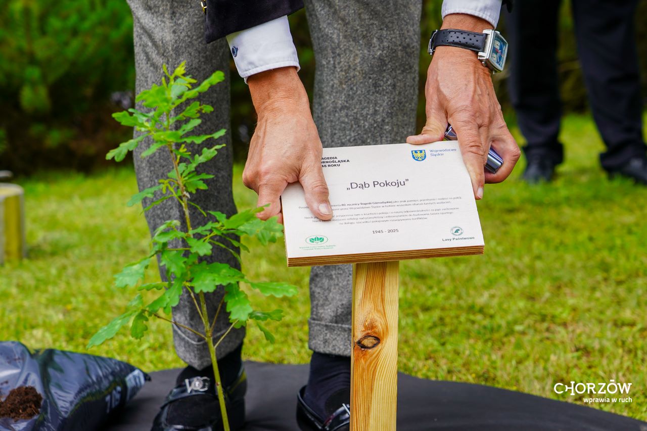 Chorzów pamięta o ofiarach Tragedii Górnośląskiej. Posadzono symboliczny "Dąb Pokoju"